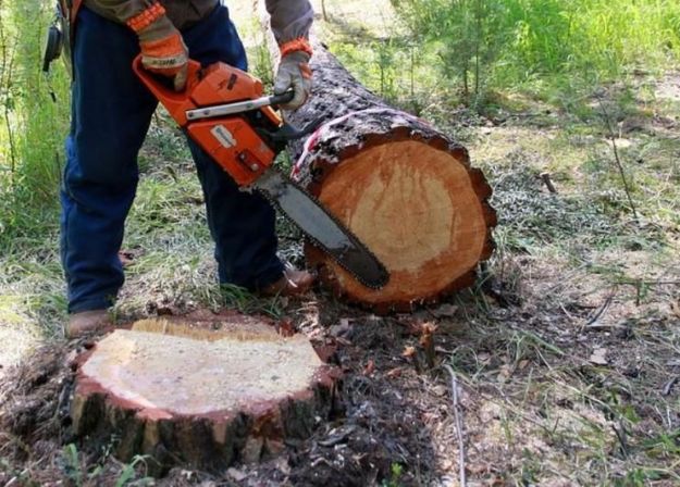 Мешканець Богодухова організував незаконний бізнес з продажу деревини