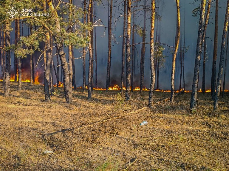 Через обстріли на Харківщині спалахнули масштабні лісові пожежі