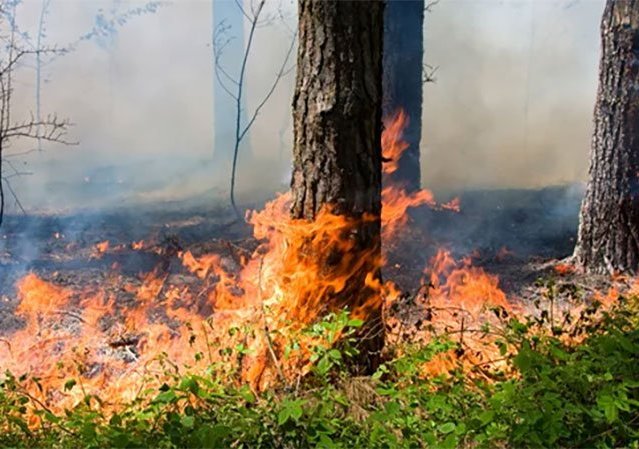 На Харківщині за тиждень виникло понад 500 пожеж