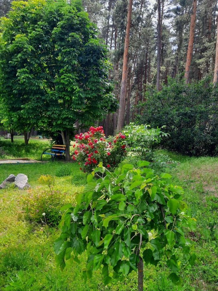 «Лісовий майданчик»: корисно, весело, цікаво