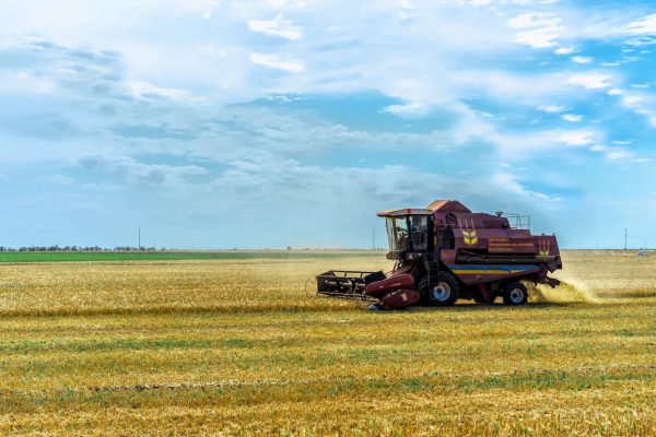 Посуха, сарана і ракети: чи буде Україна з зерном у 2025 році?