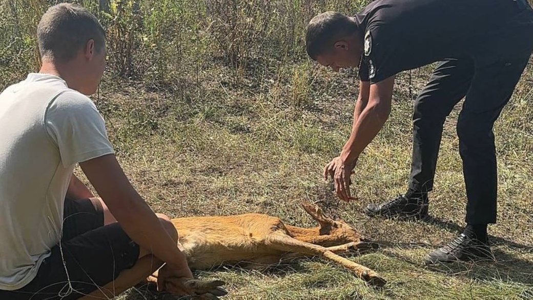 У Богодухівській громаді на Харківщині поліцейський Вадим Заїка врятував козулю
