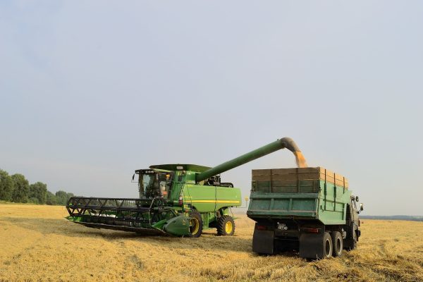 Пшениці вдосталь: аграрії прогнозують стабільність на внутрішньому ринку