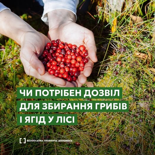 Чи потрібен дозвіл для збирання грибів і ягід у лісі