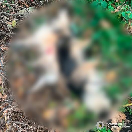 Мешканець Богодухівського району з рушниці застрелив домашніх тварин