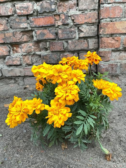 Чорнобривець листопадовий  як символ незламності...