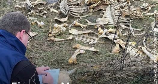 На Богодухівщині виявили звалище тваринних кісток: прокуратура з’ясовує обставини