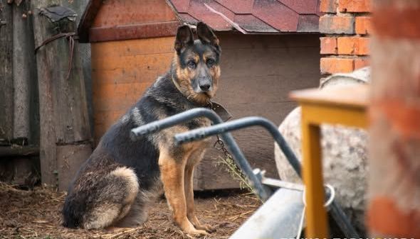 В Богодухові допоможуть безпритульним тваринам