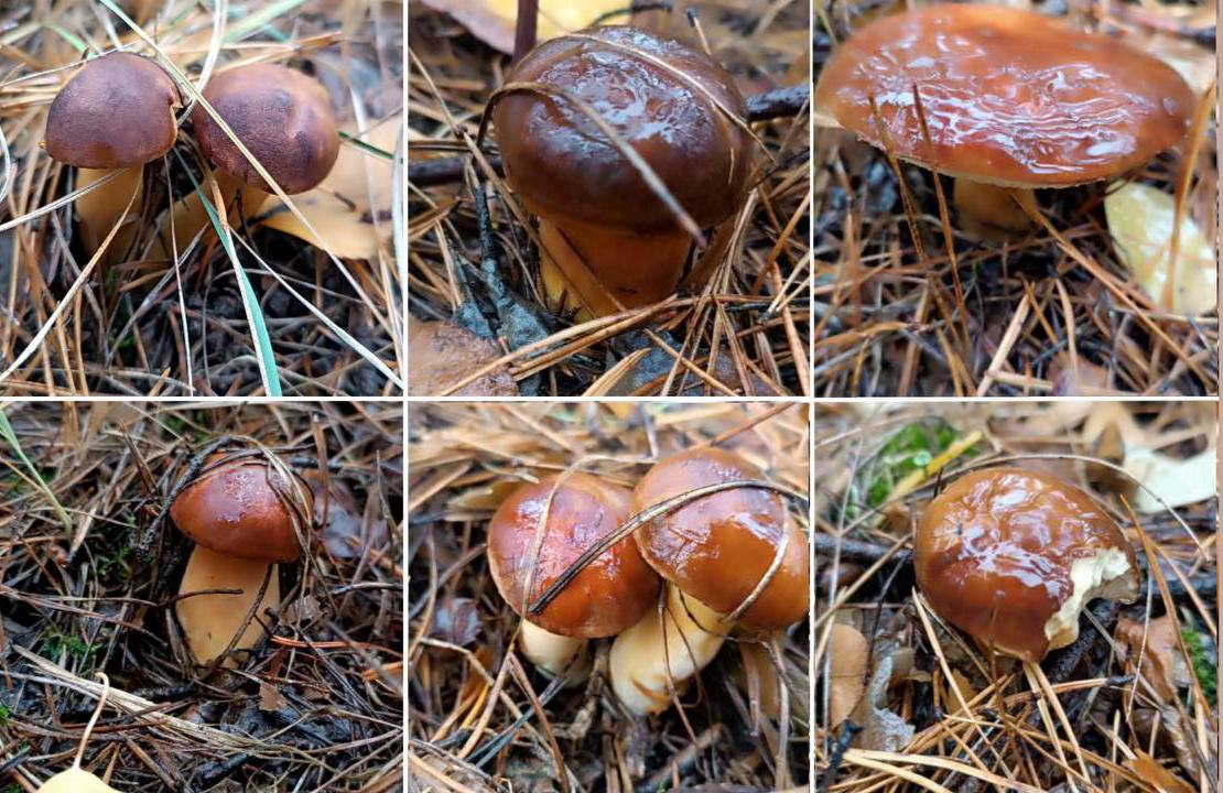 На календарі зима – в лісі осінь