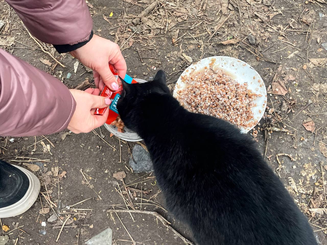 Коли холод проникає до самісінької душі: бездомні тварини потребують нашої допомоги