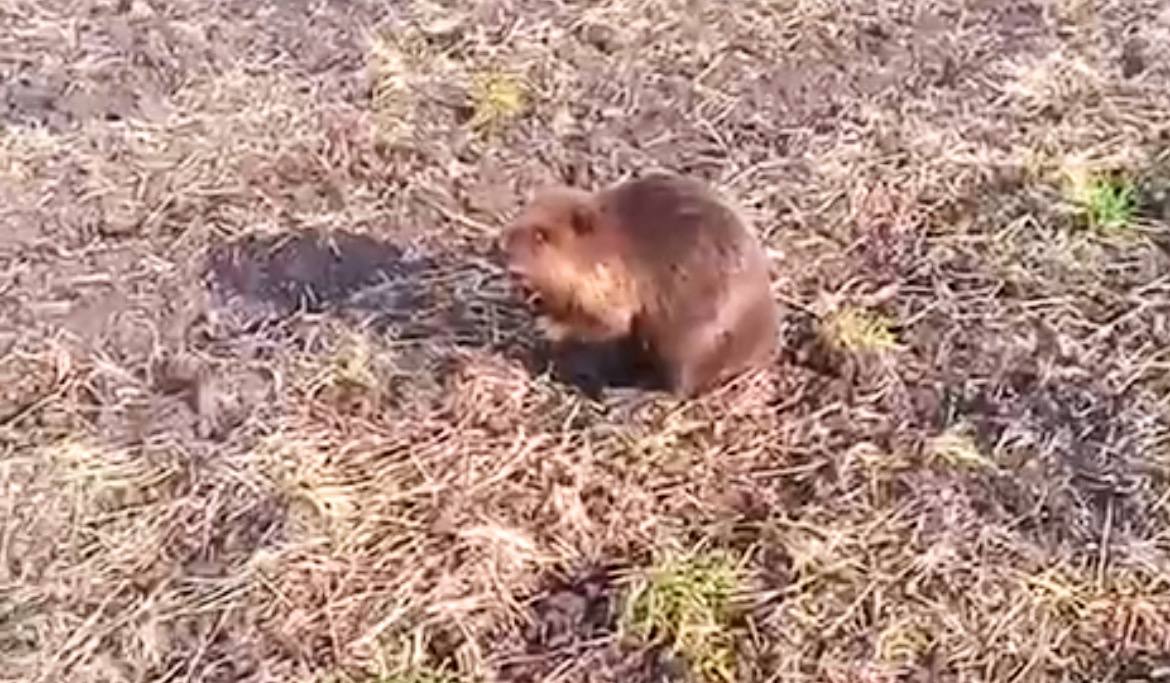 Несподівана зустріч: не втрачайте пильність з дикими тваринами
