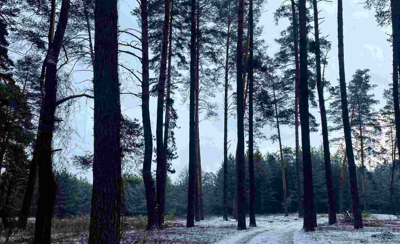 У Богодухівській громаді вже продають ялинки й сосни: актуальні ціни