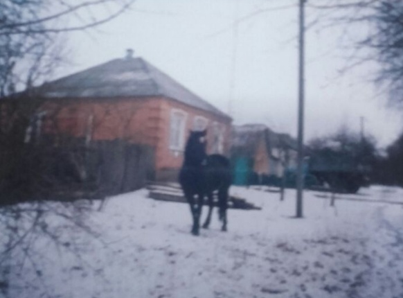 Шукаємо фото з кіньми!