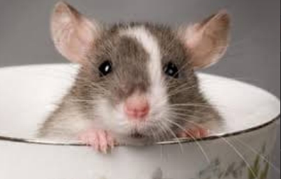 Щури в оселі та на фермі: реальна загроза та способи захисту!