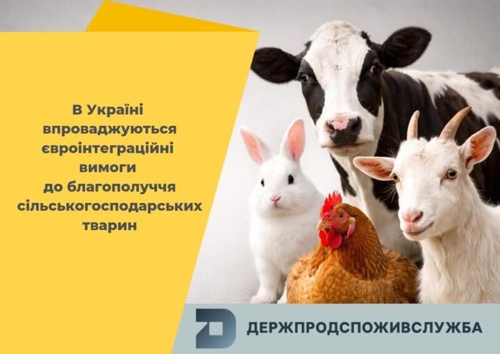 Євроінтеграційні вимоги до благополуччя сільськогосподарських тварин: що потрібно знати операторам ринку