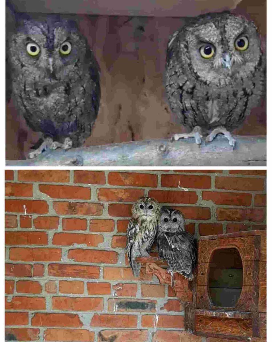 🦉 Містика ночі й велика відповідальність: історія чоловіка, який має сов