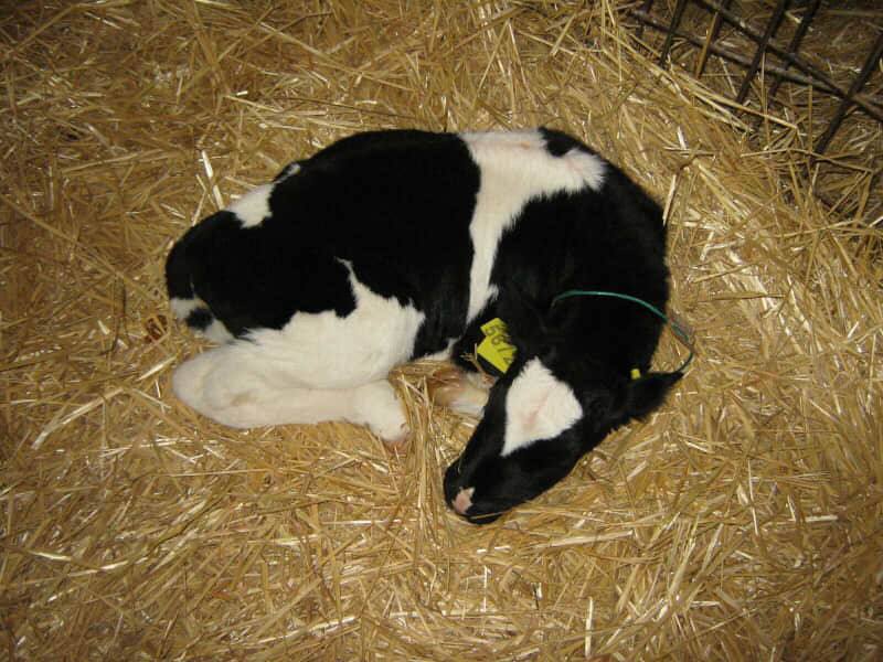 Європейські стандарти для ферм: як в Україні змінять правила утримання тварин