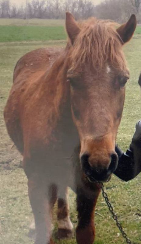 Кінь - символ року й пам’яті. Фоточеленджмаяківців&nbsp;