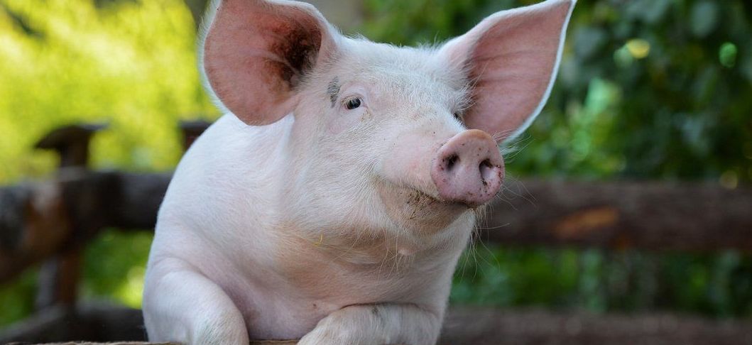 Нові правила для фермерів: як забезпечити благополуччя тварин