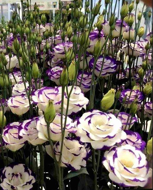 Час сіяти еустому. На черзі - петунія