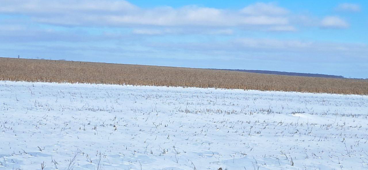 Чому жнива у Богодухівському районі завершуються пізніше звичного