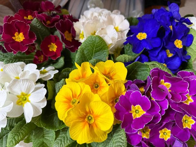 Скільки коштують квіти напередодні Жіночого дня у Богодухові