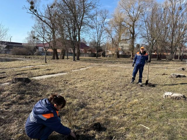 Вербова алея біля ставу