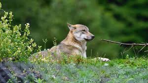 Коли вовки тримали повіт у страху: історія боротьби