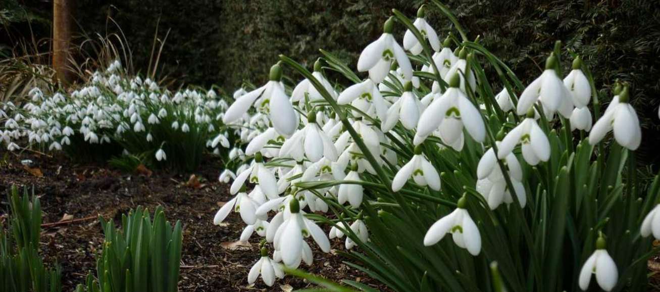 Весняний захист природи: операція «Первоцвіт‑2026» в Україні