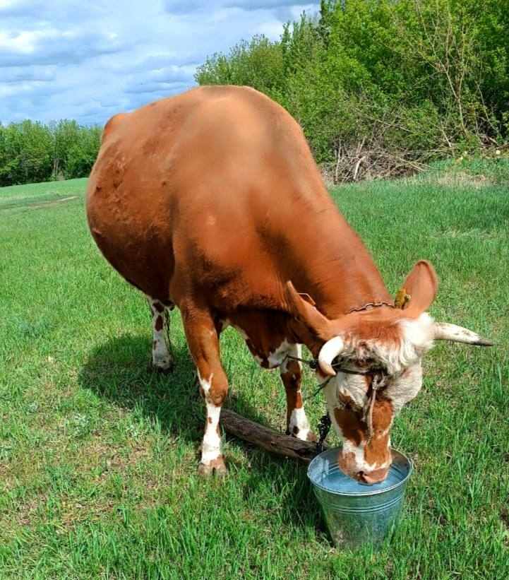 🐄 Утримування корів: реальні умови, вигул і чи вигідно це сьогодні