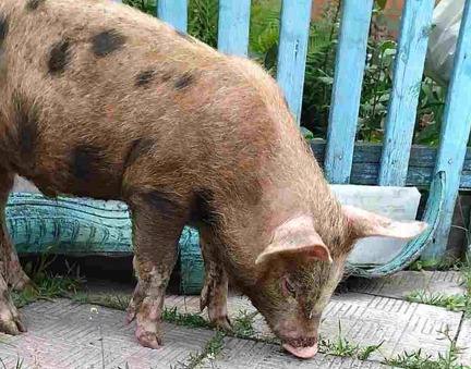 Скільки коштують поросята навесні