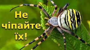 Павуки у містах: чи справді в Україні прокинулись тарантули