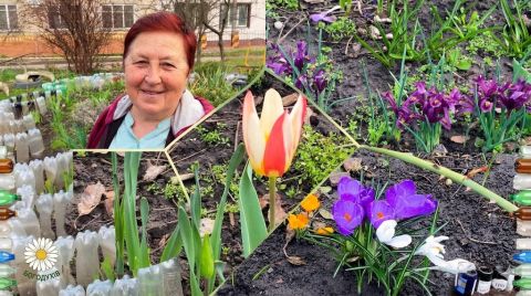 Клумби з пляшок та перші весняні квіти: неймовірний сад пані Тетяни у Богодухові