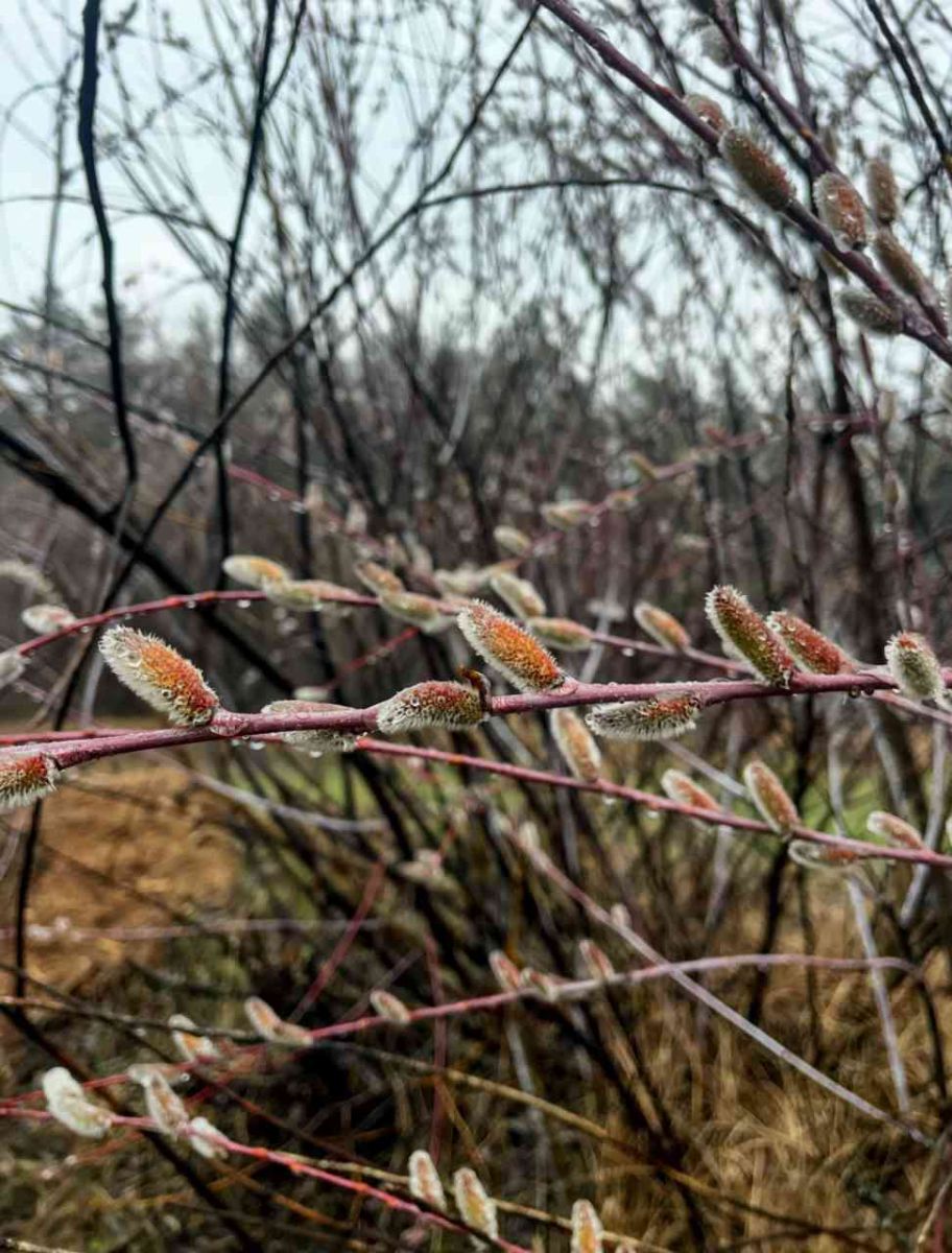 Вербна неділя: свято весни, здоров’я та духовного очищення