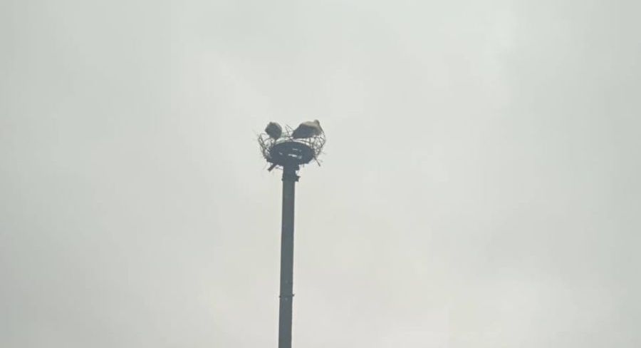 Лелеки у Гутах, або Історія зі щасливим фіналом…