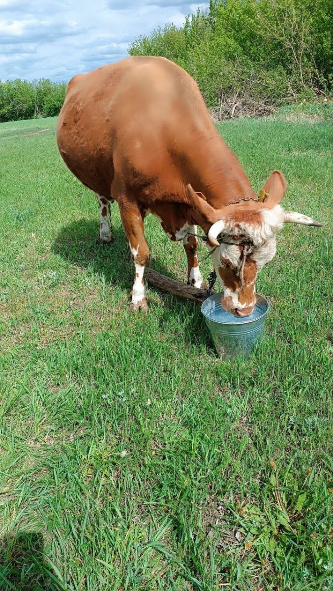Скільки їсть і дає молока корова: поради з села Заброди
