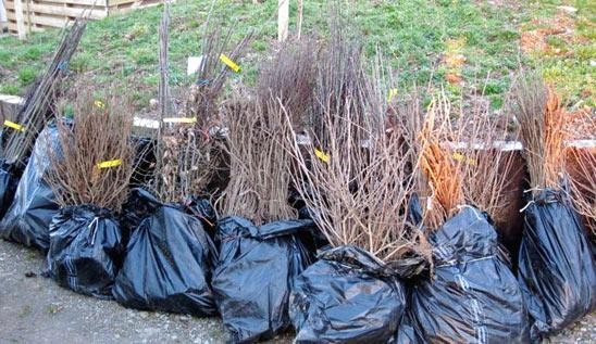 Поради садівникам як обрати якісний саджанець