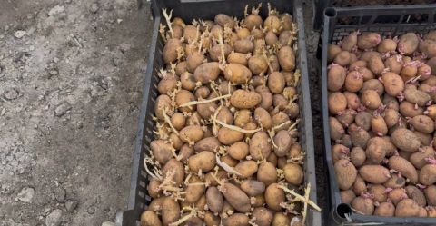 На ринку Богодухова стартував продаж посадкової картоплі