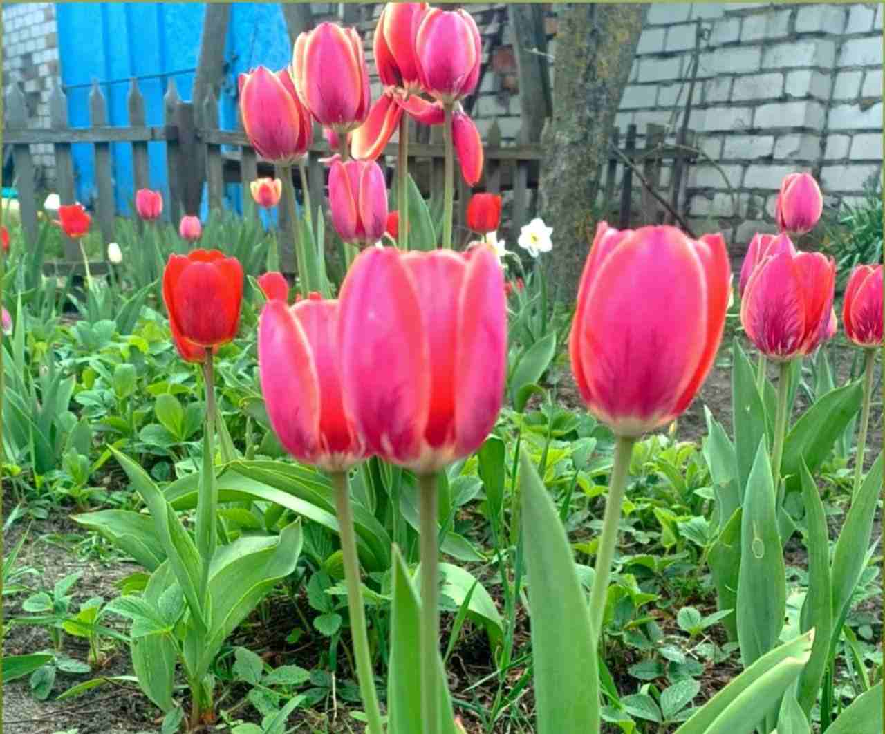 Як пережити сезон городів без болю – поради для здоров’я