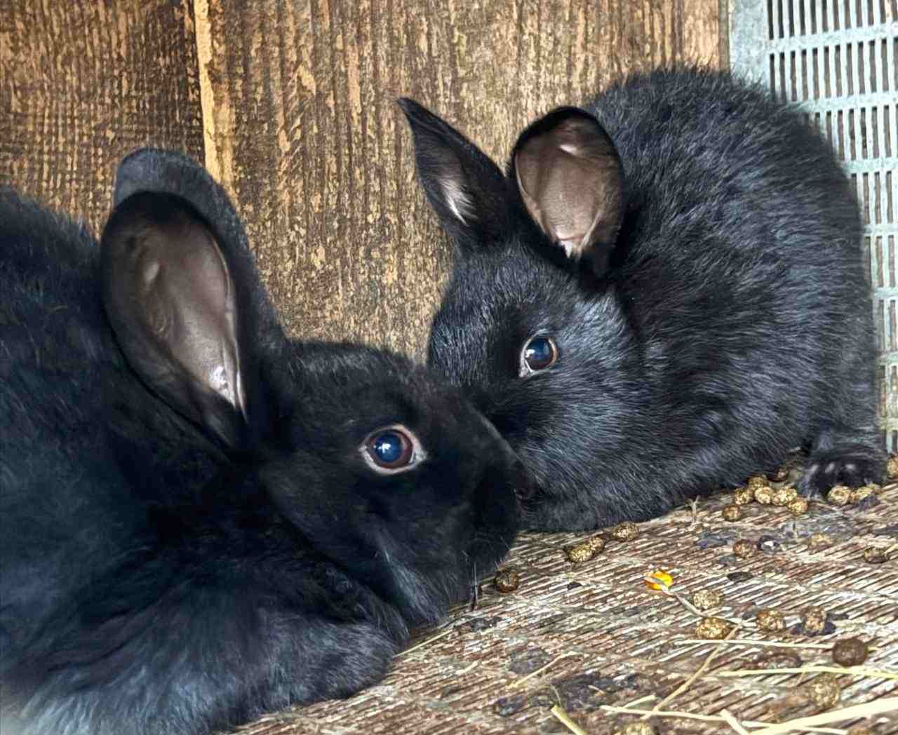 Посівні трави для кролів і нутрій: що обрати та чим годувати