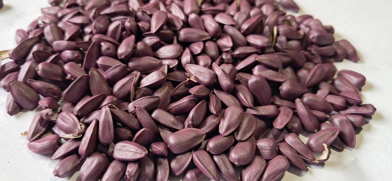 Насіння соняшнику: скільки коштує та які сорти обирають на Харківщині