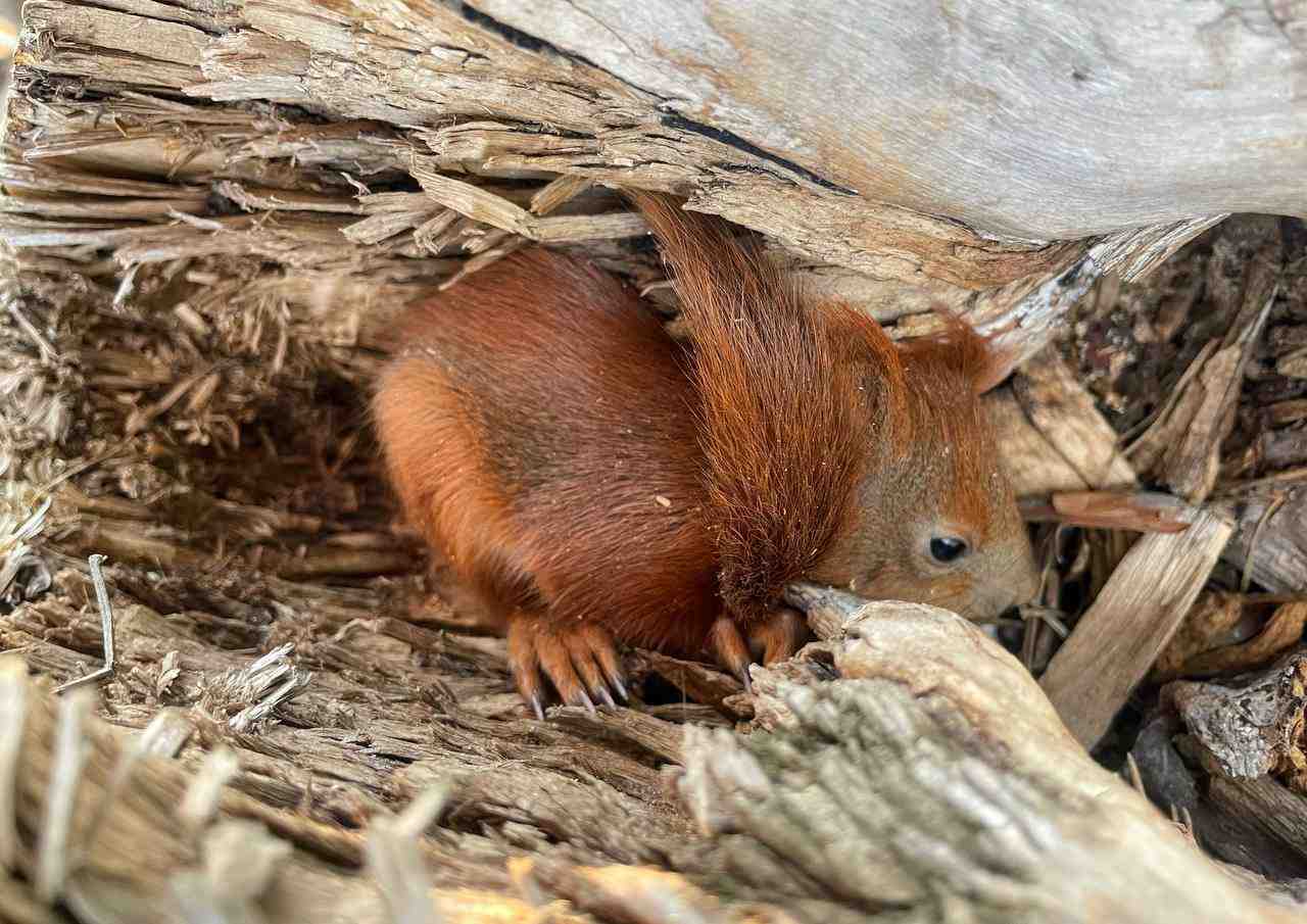 Секрет білки: зуби, що ростуть усе життя