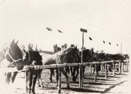 Старожитності Богодухівщини: історія конярства та життя краю в «кінську епоху»