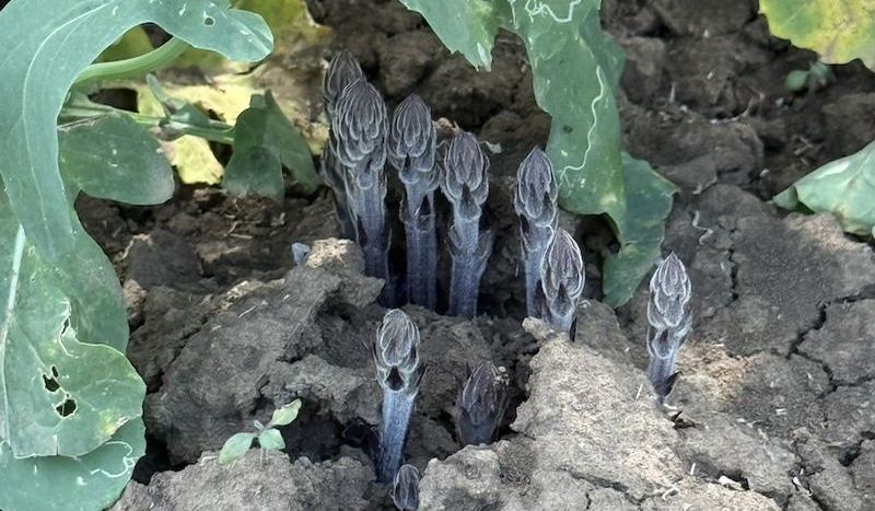 Нова загроза для врожаю: на українських полях і городах поширюється агресивний бур'ян-паразит вовчок