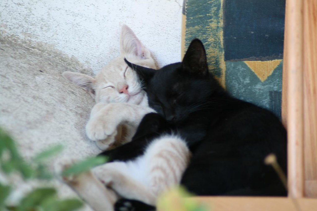 Чому коти муркочуть: що насправді означає котяче муркотіння