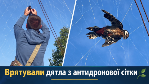 Врятували дятла з антидронової сітки