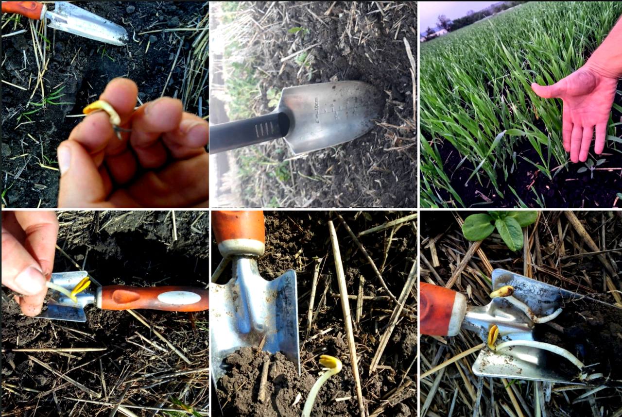 Сьогодні Всесвітній день ґрунтів! І це стосується кожного з нас!