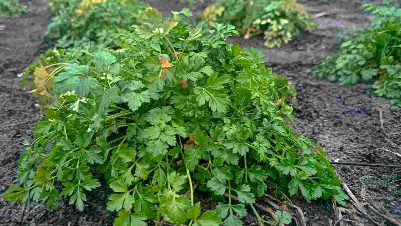 Петрушка в зимку – оце так дивина!